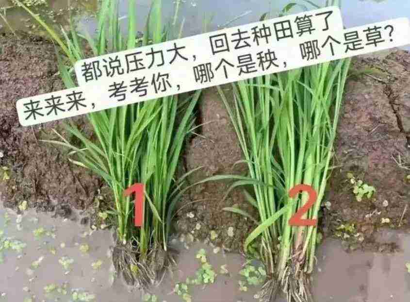 神回复光抽烟不照镜子吗 配图8