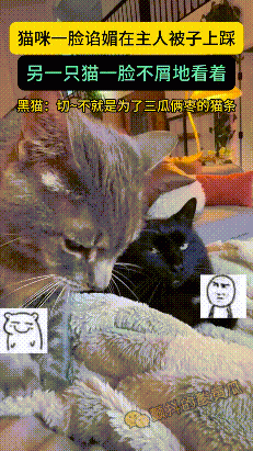 神回复黑猫看你那亖出没出息 配图4