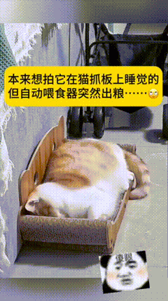 神回复这招我知道叫蝎子摆尾 配图4
