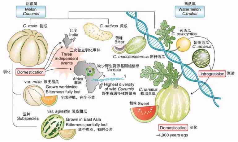 在沙漠里绝对不要随地采食西瓜救命随时会变丧命 配图10