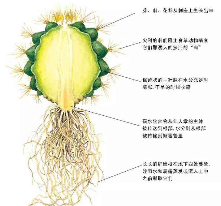 在沙漠里绝对不要随地采食西瓜救命随时会变丧命 配图11